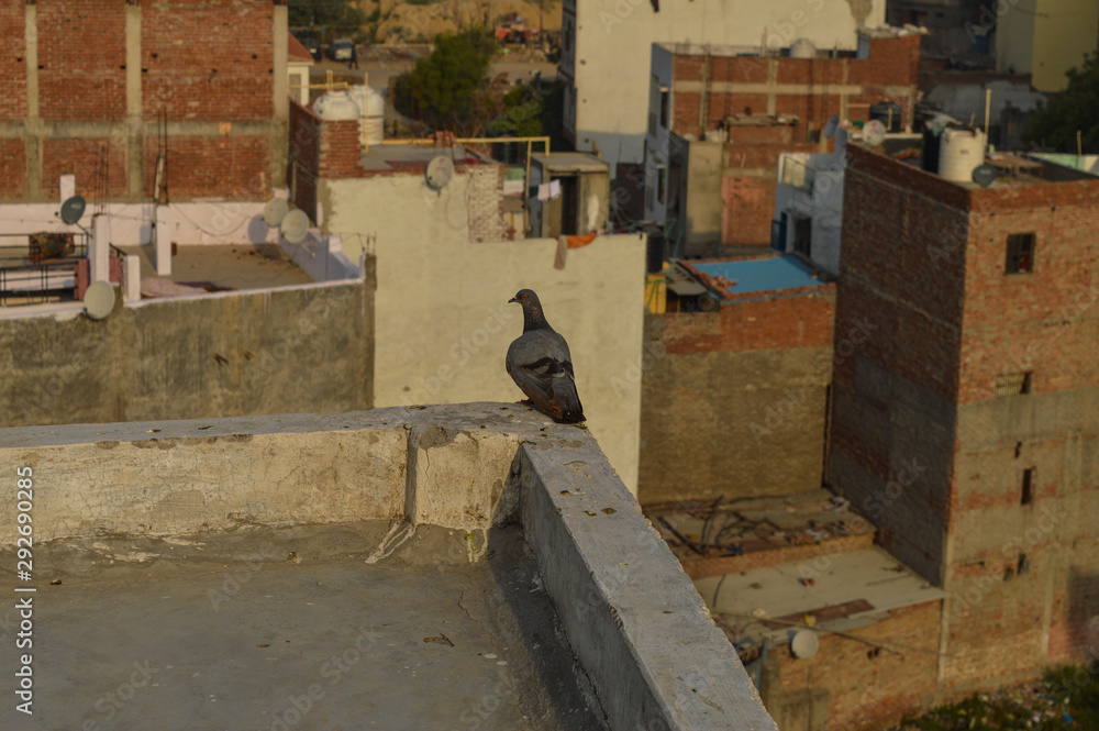 A pigeon decided to leave his nest because of people cutting down the trees and making polluted city.