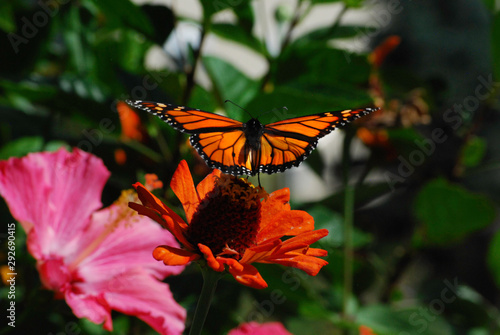 Orange Monarch Butterfly with wings spread taking off fro orange flower © Charles