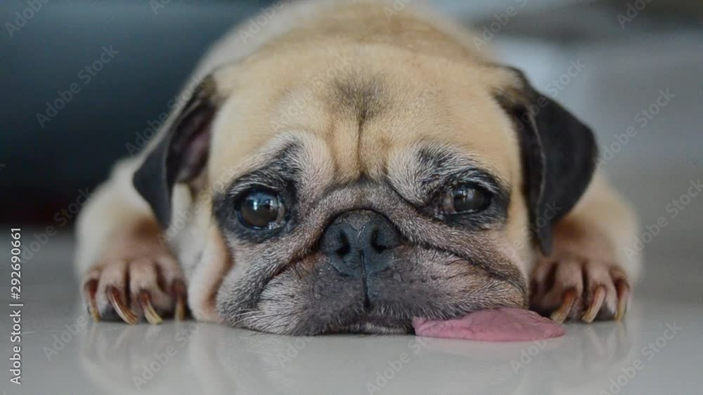 Close-up face of Cute pug puppy dog sleeping rest open eye by chin and tongue lay down on floor Close-up face of Cute pug puppy dog sleeping rest open eye by chin and tongue lay down on floor