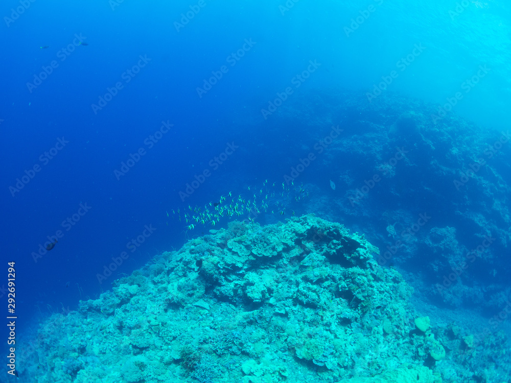 Fototapeta premium パラオ_コロール_スキューバダイビング