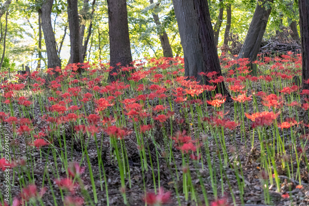 曼珠沙華 村上緑地公園 千葉県八千代市 曼珠沙華 村上緑地公園 千葉県八千代市