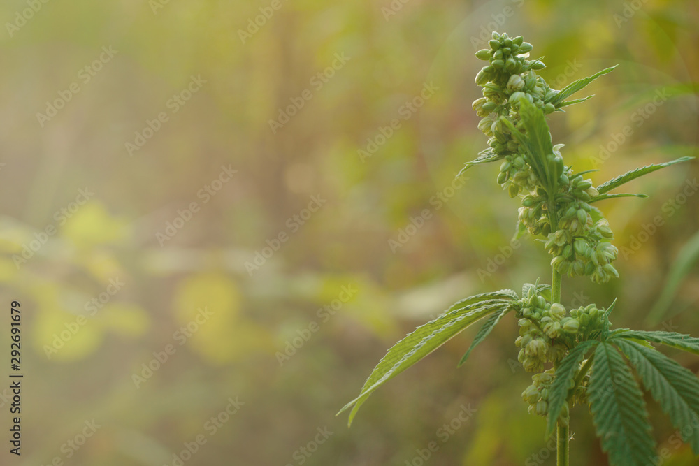 mature male hemp flower in nature closeup,cannabis outdoor mature male hemp flower in nature closeup,cannabis outdoor