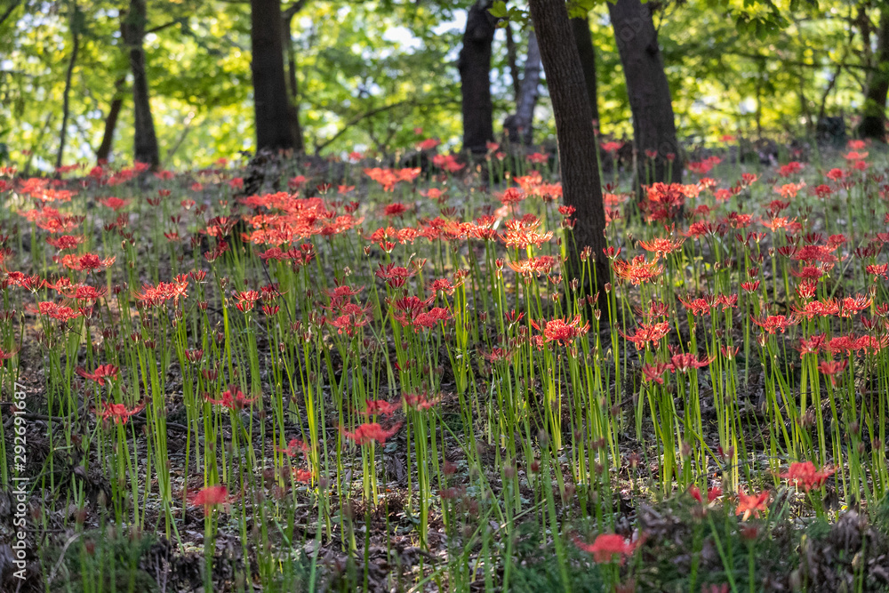 曼珠沙華　村上緑地公園　千葉県八千代市