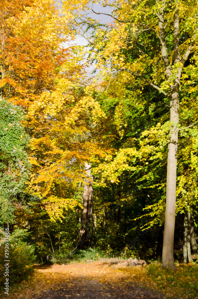 Beautiful Scandinavian forest with many colours in Autumn Beautiful Scandinavian forest with many colours in Autumn