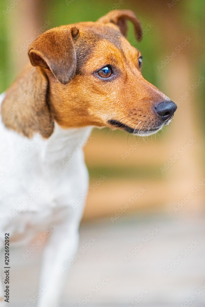 Close-up portrait of Jack Russell Terrier in the forest. Close-up portrait of Jack Russell Terrier in the forest.