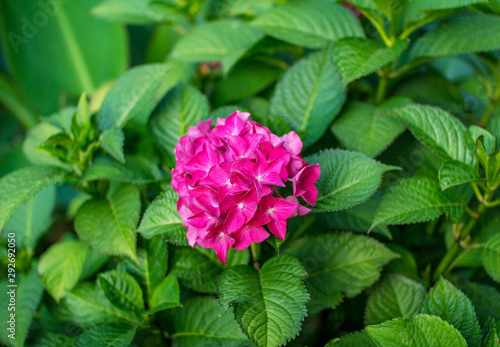 Beautiful blooming hydrangea bush with bright pink flowers and green leaves, growing in a summer garden