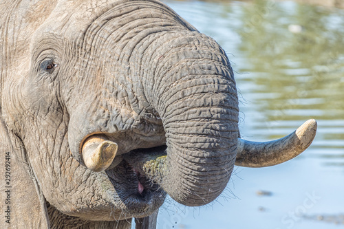 Close-up of an african elephant drinking water