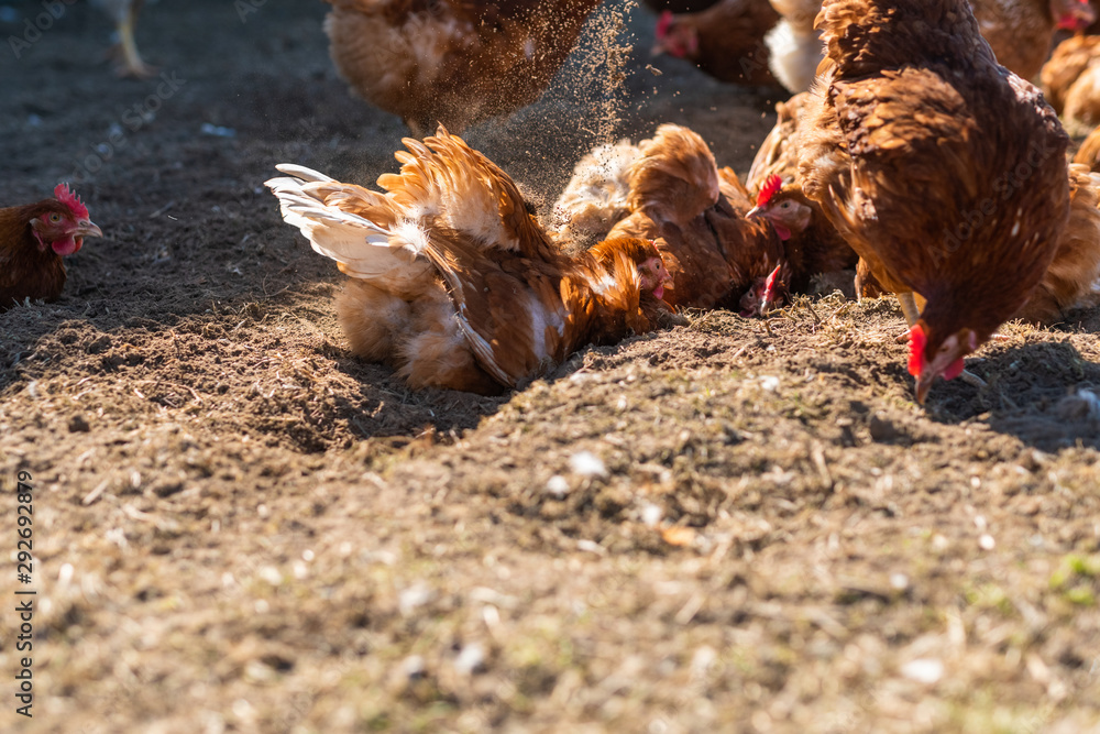Glückliche und gesunde Hühner beim Sand und Sonnenbaden auf einer Wiese in Freilandhaltung
