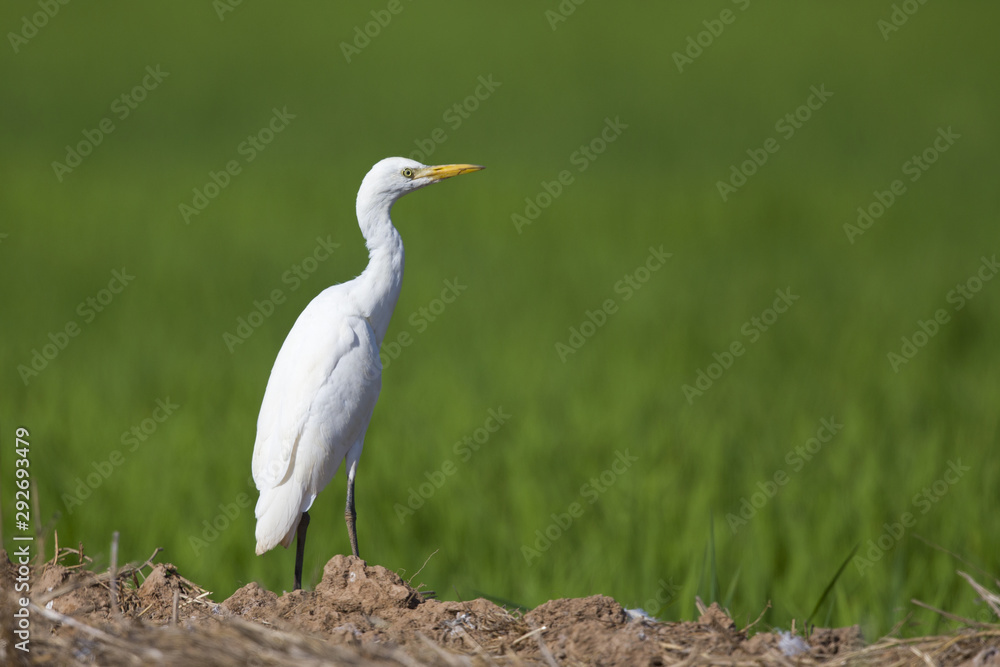 A little egret (Egretta garzetta) perched in the rice fields of the Algarve Portugal A little egret (Egretta garzetta) perched in the rice fields of the Algarve Portugal