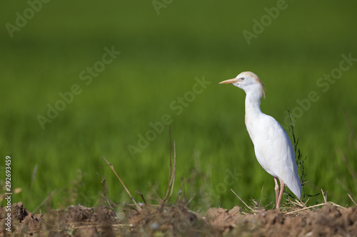 A cattle egret  Bubulcus ibis  perched in the rice fields of the Algarve Portugal