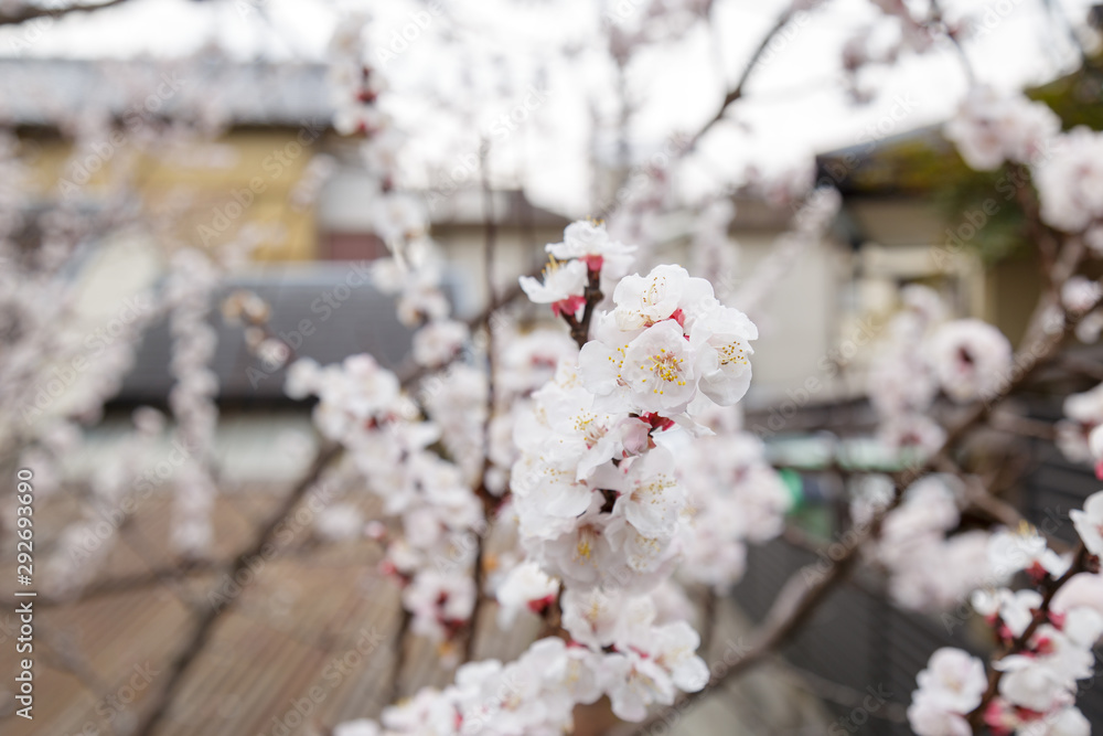 Sakura or Cherry Blossom or Japanese Cherry Sakura or Cherry Blossom or Japanese Cherry