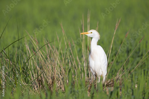 A cattle egret (Bubulcus ibis) perched in the rice fields of the Algarve Portugal