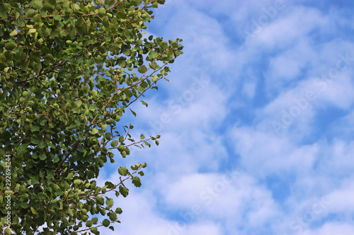 green tree branches in front of a beautiful cloud-sky