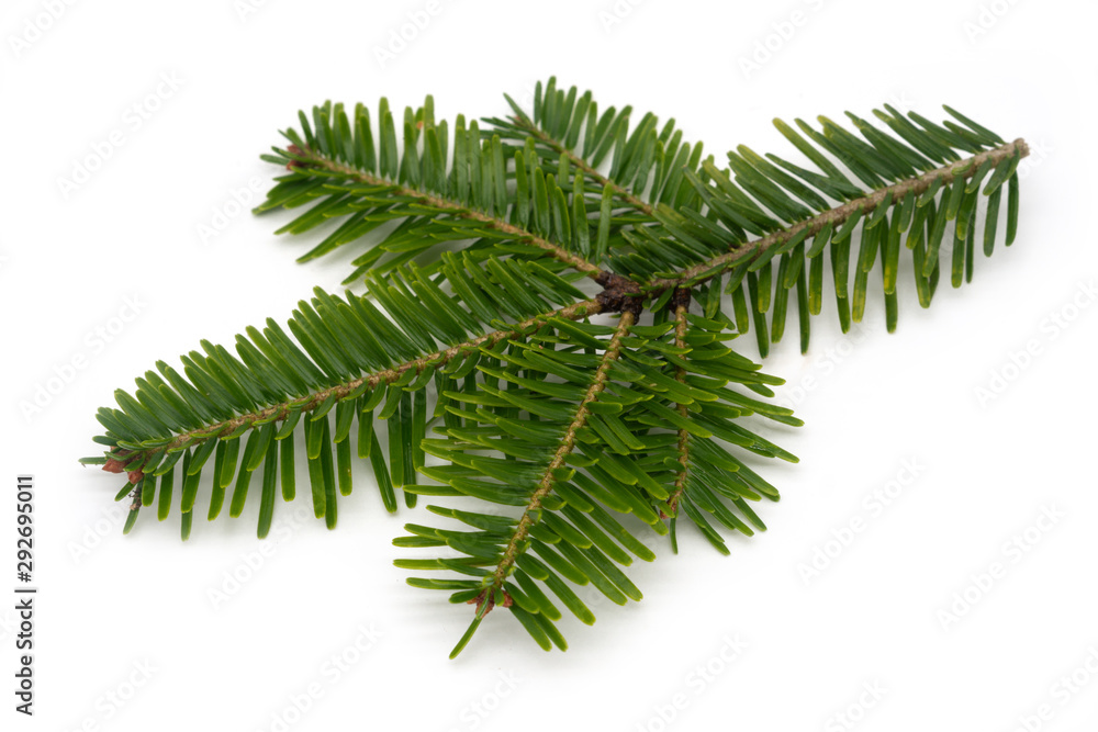 Naklejka premium Tannenzweig auf weissem Hintergrund