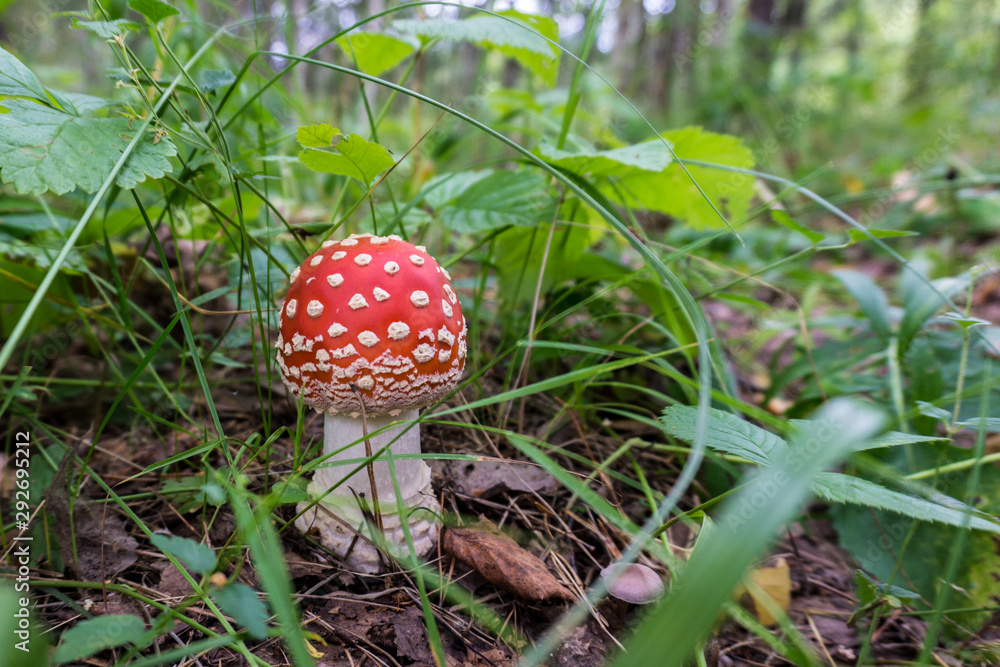 Fly agaric mushrooms growing wild in the autumnal forest. A red mushroom with white spots. Fly agaric mushrooms growing wild in the autumnal forest. A red mushroom with white spots.