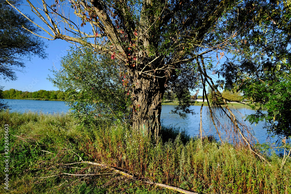ARBRE BORD RIVIERE ARBRE BORD RIVIERE