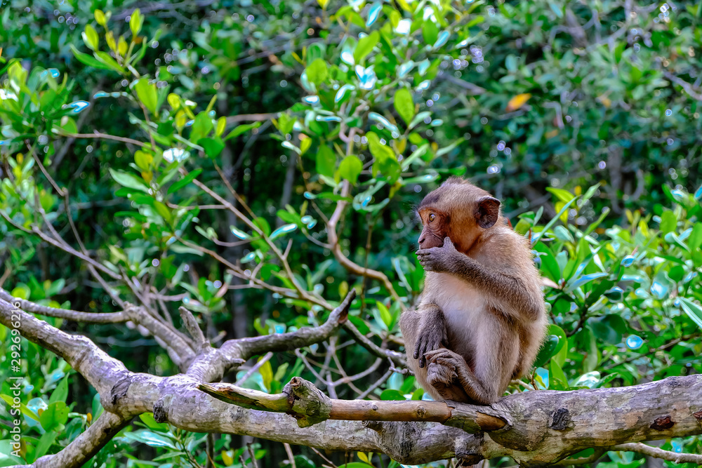 Fototapeta premium Portrait of a monkey in Sac forest. Royalty high quality stock image of animal. Many monkey lives in Sac forest, Can Gio, Ho Chi Minh city.