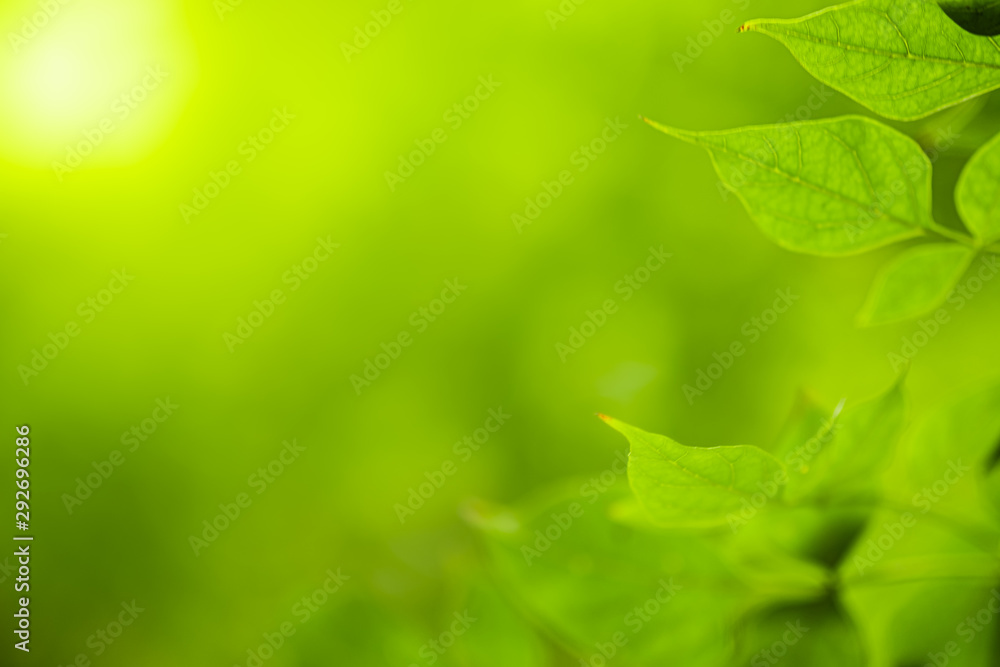 Closeup beautiful view of nature green leaves on blurred greenery tree background with sunlight in public garden park. It is landscape ecology and copy space for wallpaper and backdrop. Closeup beautiful view of nature green leaves on blurred greenery tree background with sunlight in public garden park. It is landscape ecology and copy space for wallpaper and backdrop.