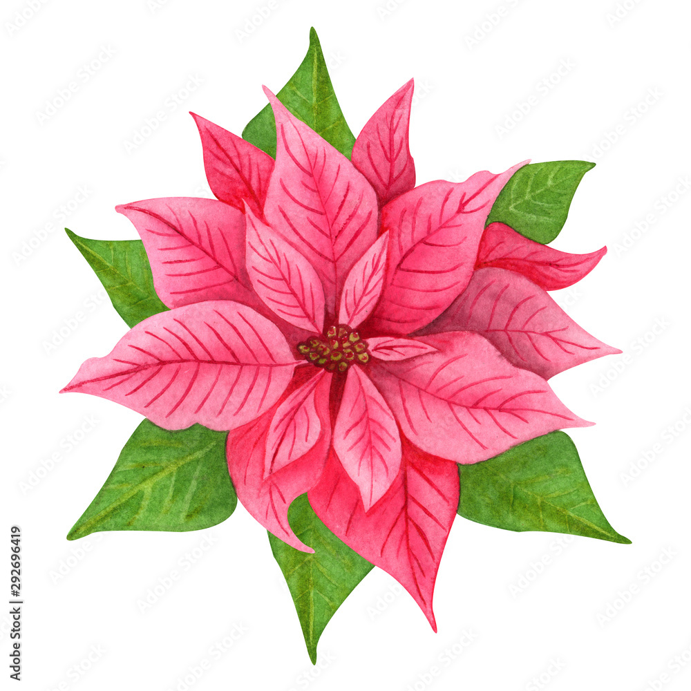 Watercolor hand drawn  Christmas flower,  pink poinsettia with green leaves on white background.