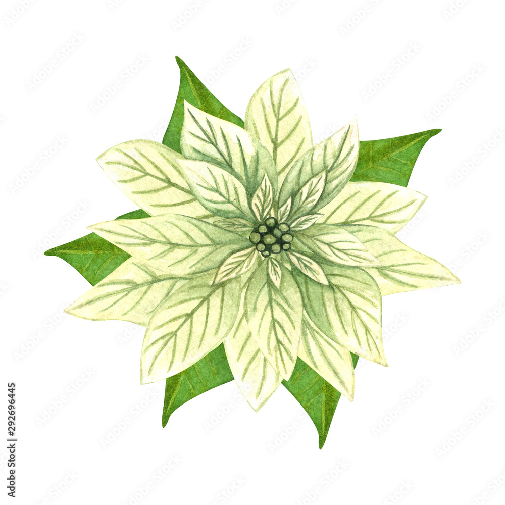 Watercolor hand drawn Christmas flower, white poinsettia with green leaves on white background. Watercolor hand drawn Christmas flower, white poinsettia with green leaves on white background.