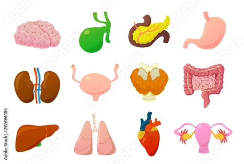 Internal organs. Human brain, bladder and stomach, kidneys and intestines, liver and lungs, heart and pancreas cartoon vector set