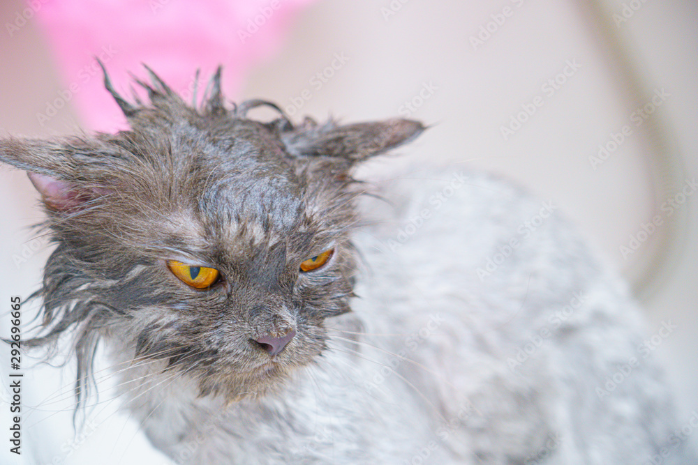Wet persian store cat