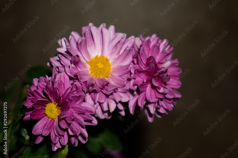 Obraz premium pink chrysanthemum flower close up