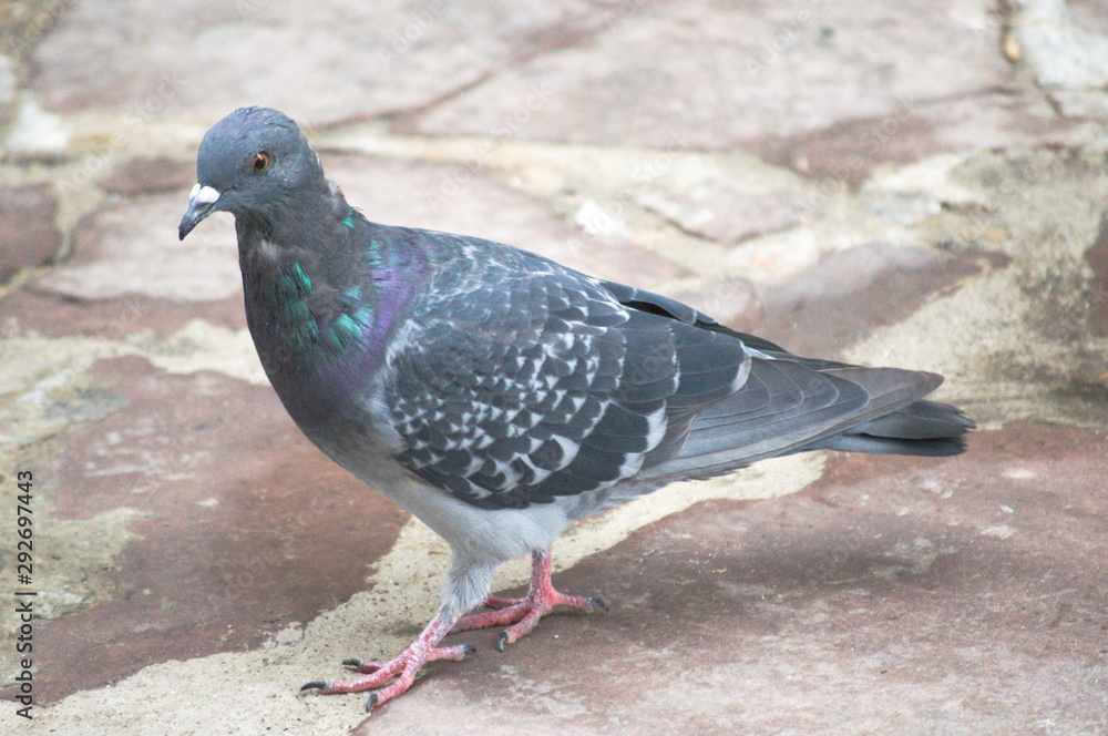 A dove walking on a street of Comillas, Cantabria, Spain A dove walking on a street of Comillas, Cantabria, Spain