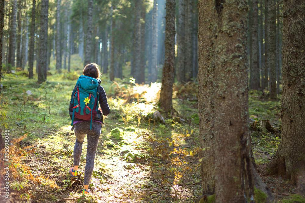 Hiker woman with backpack walking on path and exploring summer spruce forest. Enjoying the pristine nature. Hiker woman with backpack walking on path and exploring summer spruce forest. Enjoying the pristine nature.