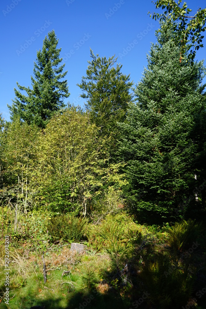 Obraz premium Lichtung im Wald