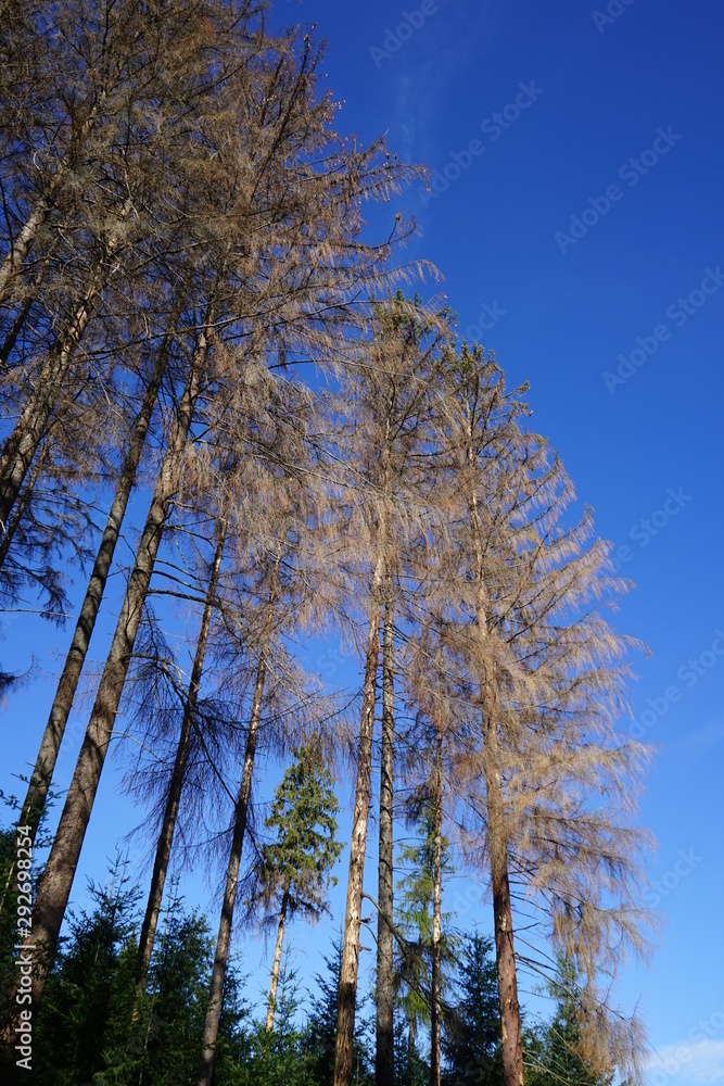 Obraz premium abgestorbene Bäume