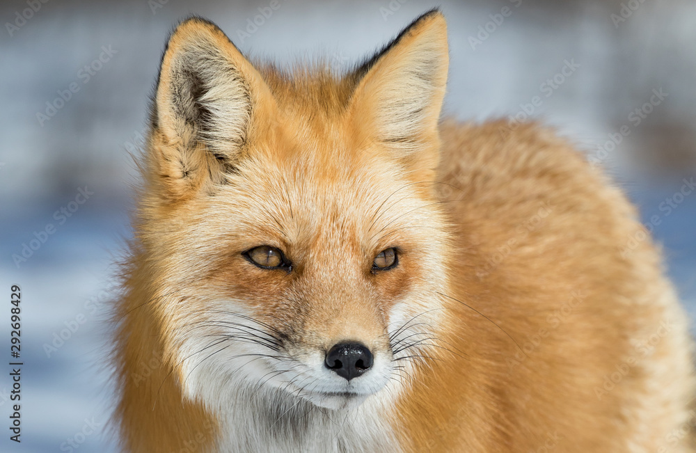 Obraz premium Red Fox