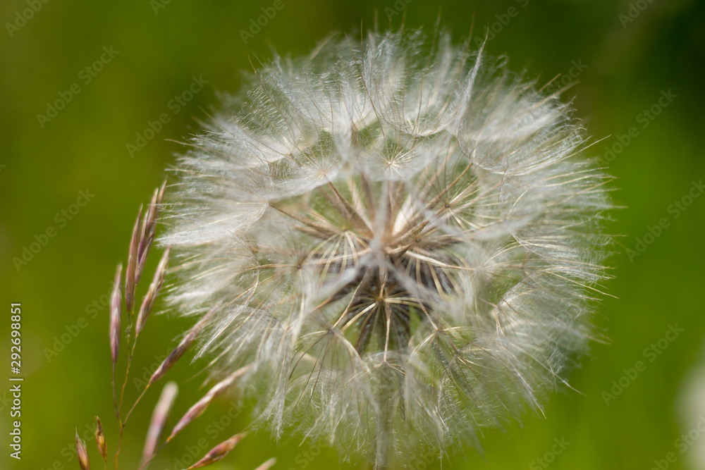 Fototapeta premium dandelion on background of green grass