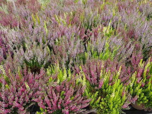 Canvas Print Purple, pink and white blooming common heather in autumn  til spring
