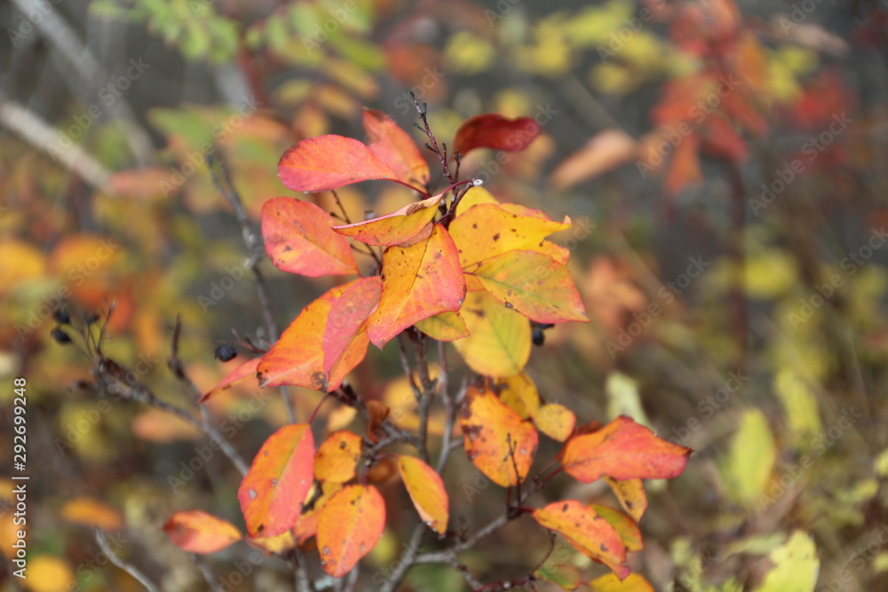 Changing Colours, Whitemud Park, Edmonton, Alberta Changing Colours, Whitemud Park, Edmonton, Alberta