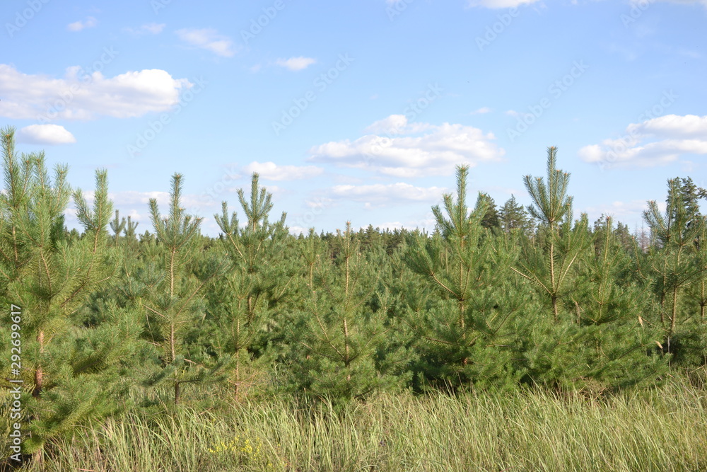 Beautiful forest landscape Beautiful forest landscape