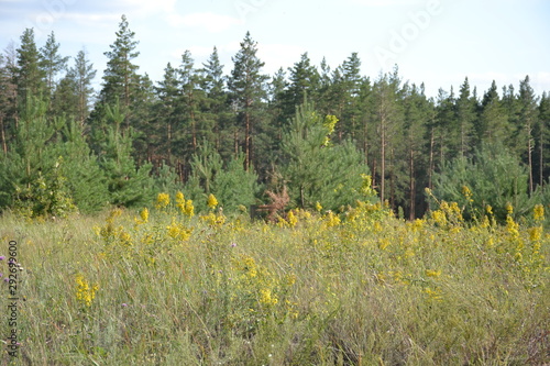 Beautiful forest landscape