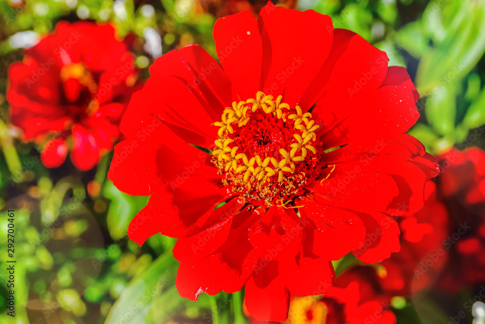 reine marguerite en gros plan dans le jardin reine marguerite en gros plan dans le jardin