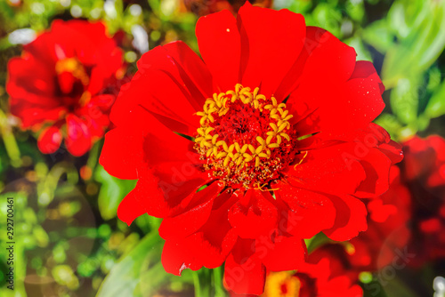 reine marguerite en gros plan dans le jardin