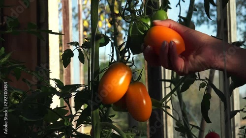 Botanically, a tomato is a fruit—a berry, consisting of the ovary, together with its seeds, of a flowering plant. 