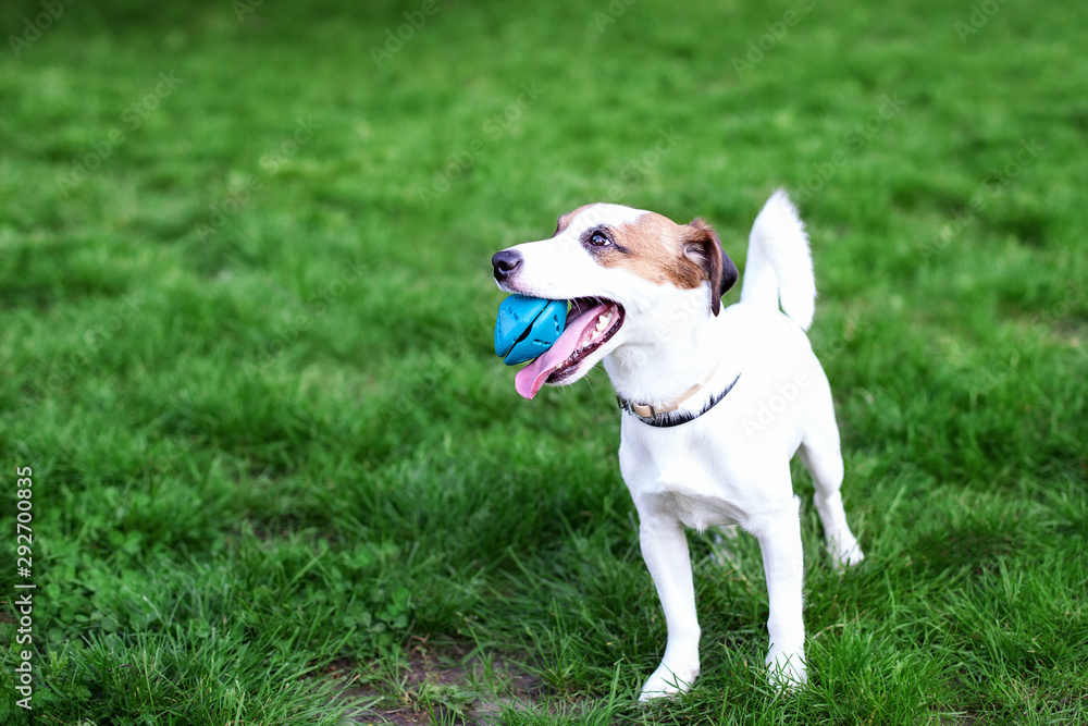 Purebred Jack Russell Terrier dog outdoors on nature in the grass. Happy dog ​​in the park on a walk plays with a toy. The concept of trust and friendship of pets. Active dog playing. Copy space. 