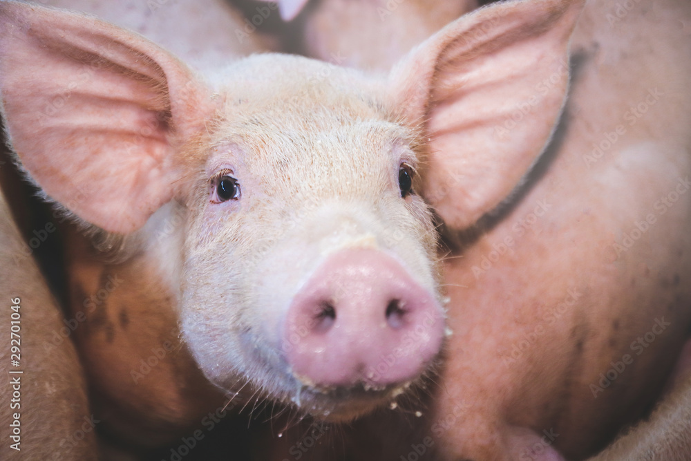 Fototapeta premium Feed the pink pig at the organic farm. They are eating food. They are mammals.