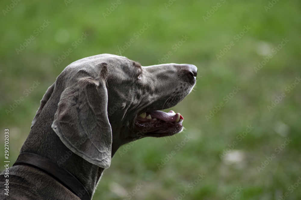Dog Purebred Weimaraner playful in the park Dog Purebred Weimaraner playful in the park