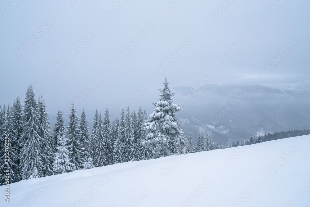 Fototapeta premium Winter mountains powder slope. Carpathians hill snow covered