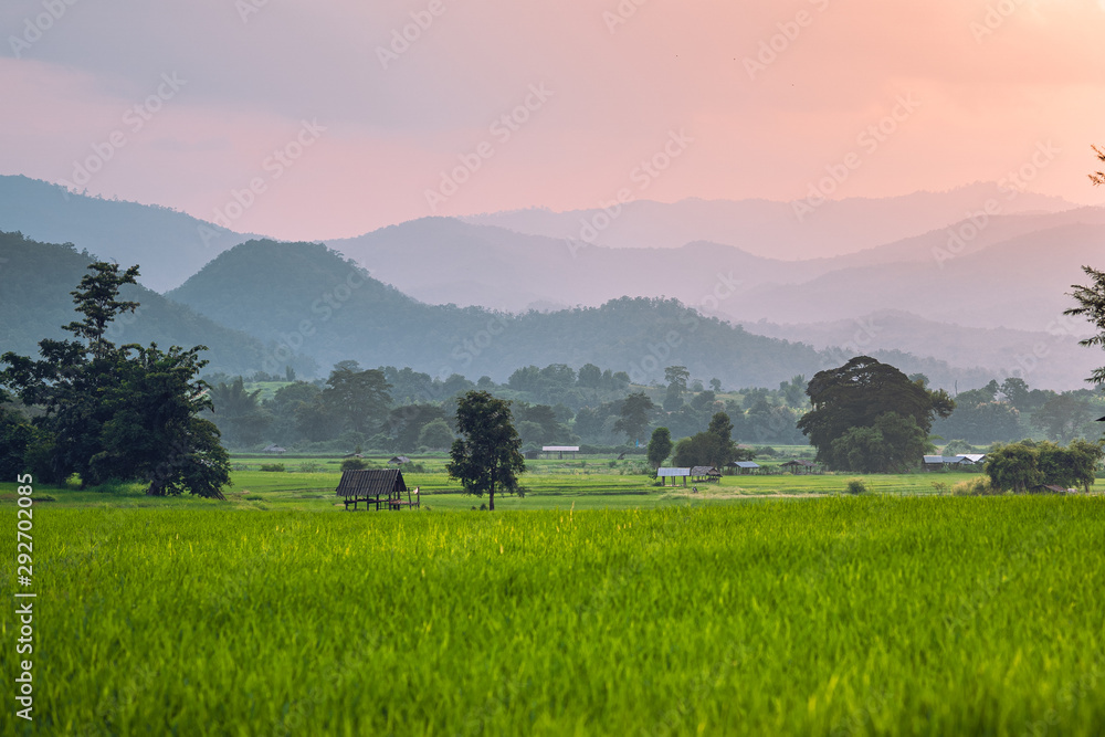 Green rice fields and mountains with evening light Green rice fields and mountains with evening light