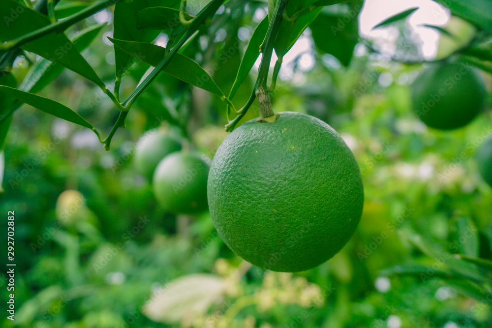 Bari-1 Sweet Malta Fruit Plants Garden in the Bangladesh. Malta Cultivation in Bangladesh. Image of hanging, green, fresh Bari-1 Sweet Malta Fruit Plants Garden in the Bangladesh. Malta Cultivation in Bangladesh. Image of hanging, green, fresh