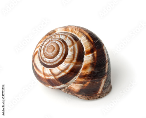 Land snail shell