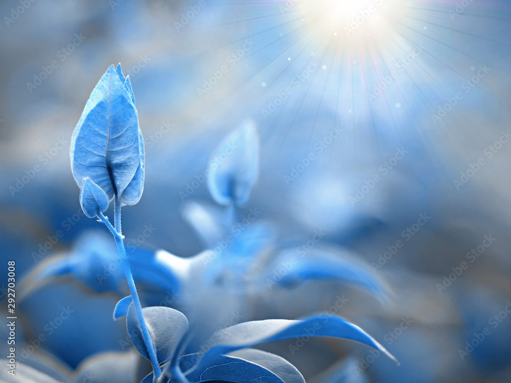 Tree leaf of tropical plant on blur background - obrazy, fototapety, plakaty 