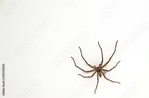 spider isolated on white background © oleg