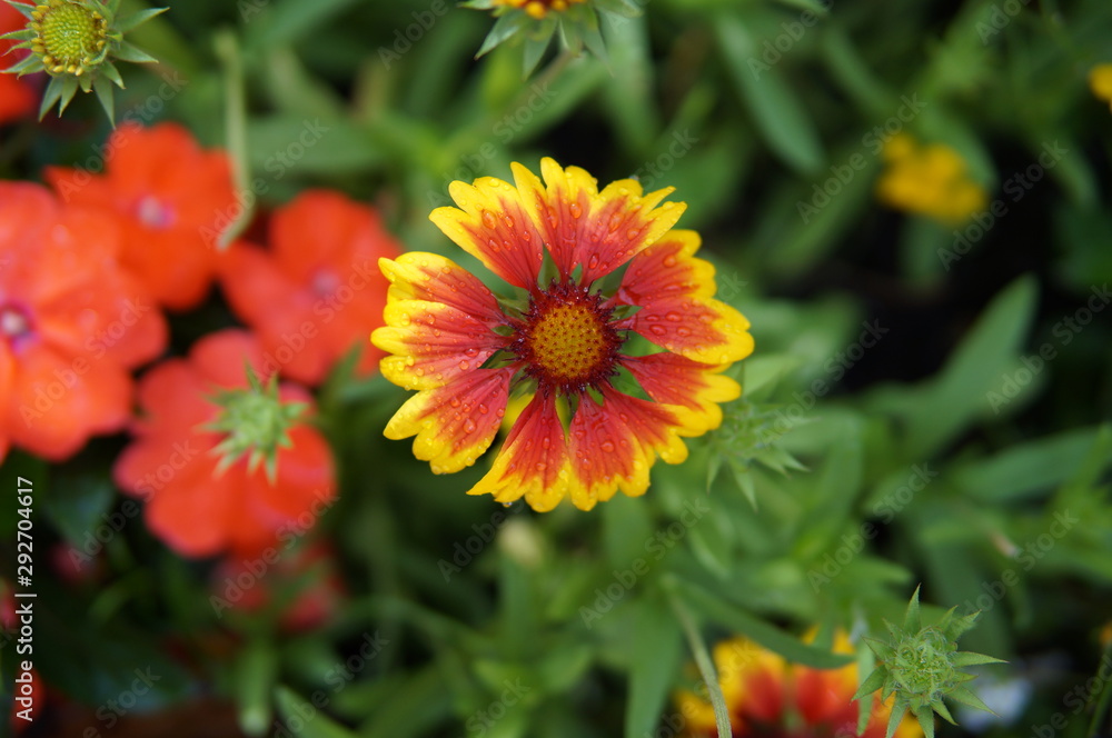flowers, red, yellow, purple, blooms, blossoms, macro, closeup flowers, red, yellow, purple, blooms, blossoms, macro, closeup